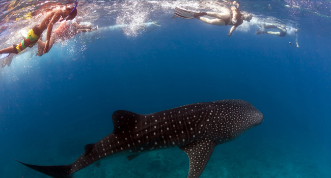 La Paz Baja sur, Mexico, Yacht Charters and Boat Rentals, Swimming with the whale shark