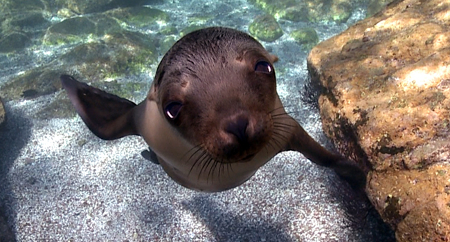 Fishing La Paz Charters Mexico, Snorkeling with sea lions