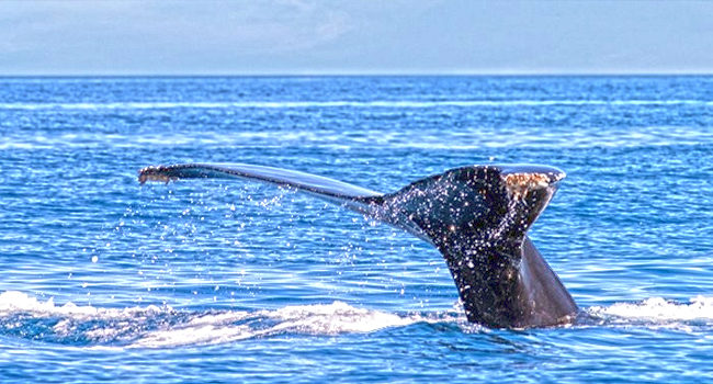 Fishing La Paz Charters Mexico, Whale Watching